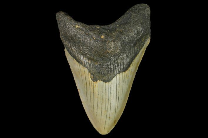 Fossil Megalodon Tooth - North Carolina #166980